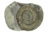 Jurassic Ammonite (Dactylioceras) Fossil - England #362493-1